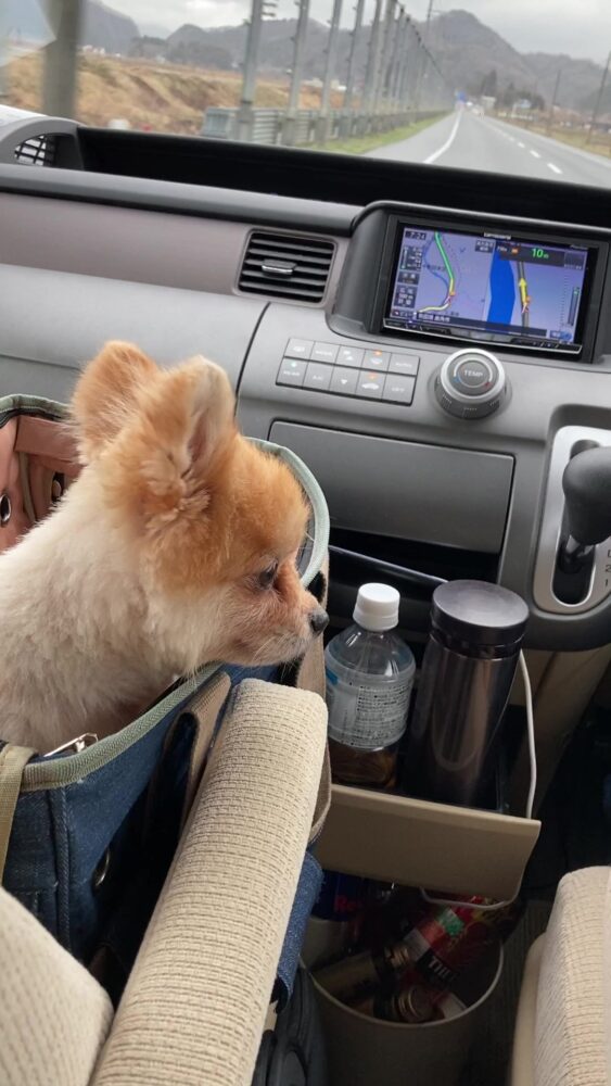 カーネクストで査定したホンダ・ステップワゴンの実際の車内と愛犬